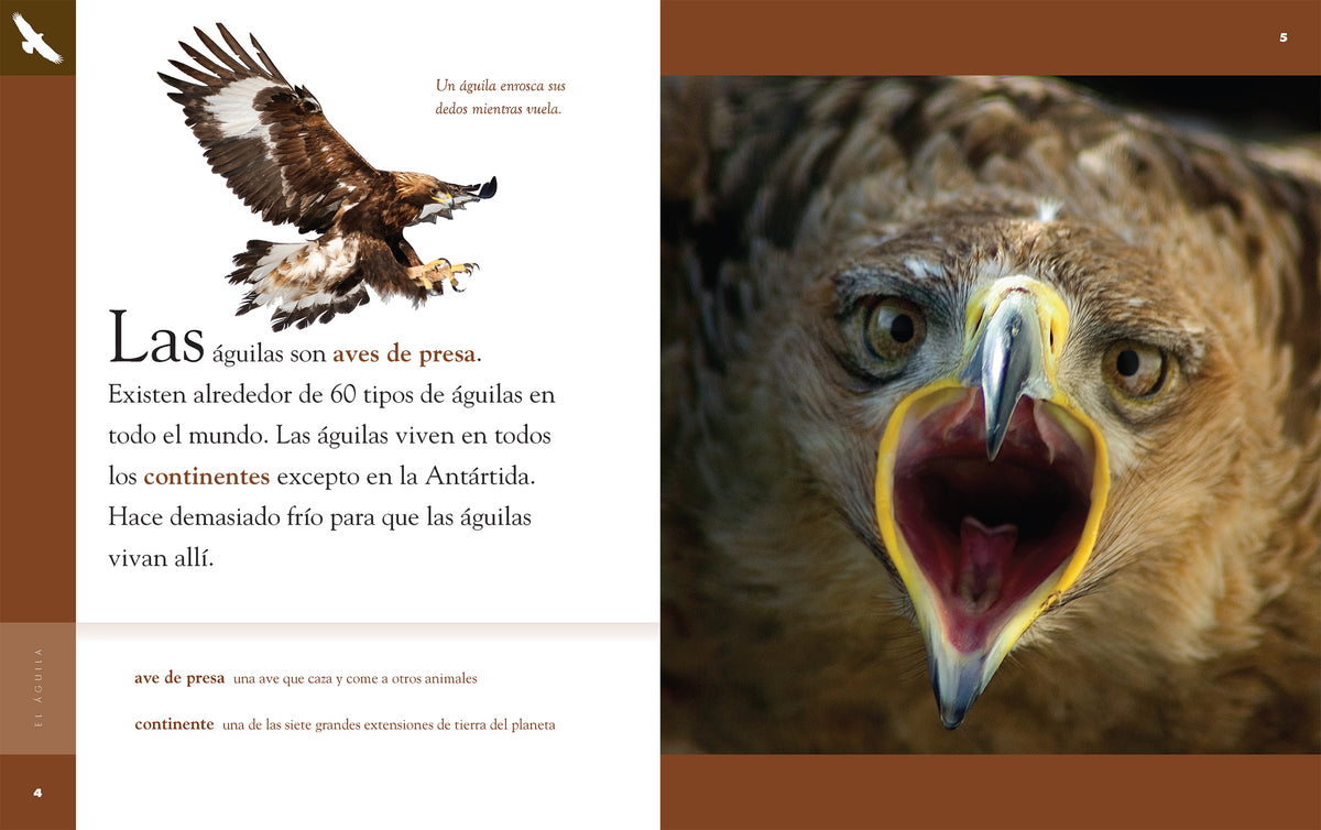 Planeta animal - New Edition: El águila – The Creative Company Shop