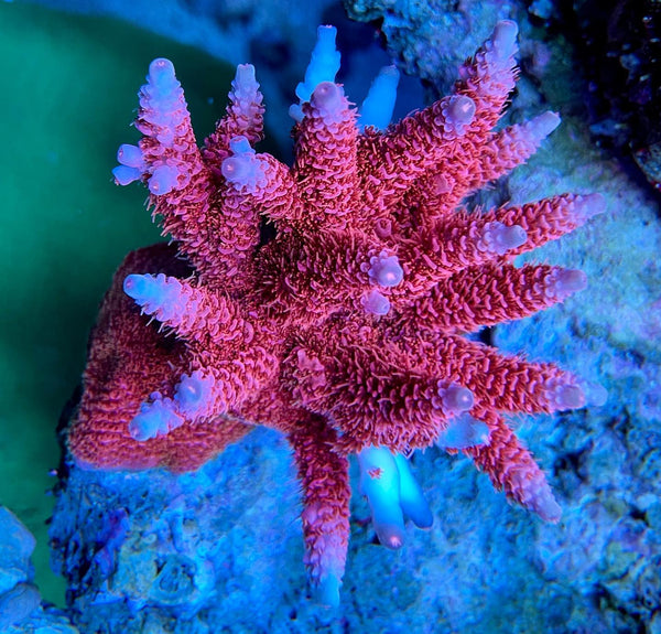 /cdn/shop/products/Aurora_Coral_Leg