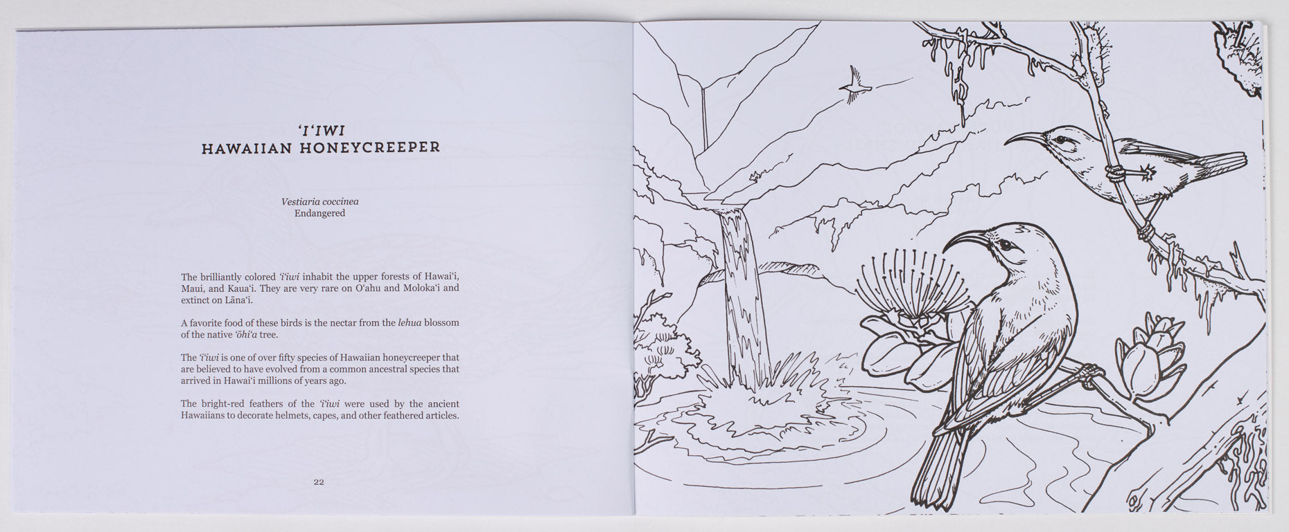 Endangered Animals of Hawaii Coloring Book – Bess Press