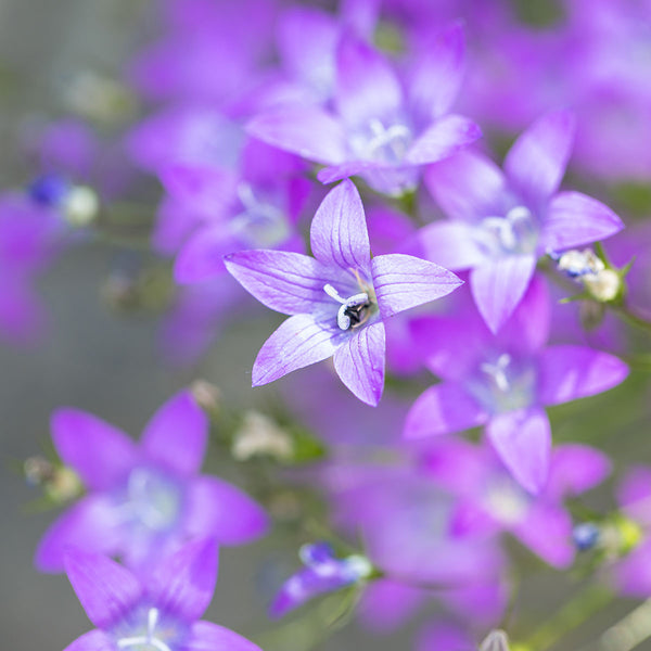 Warum Du den Botanischen Garten in Linz besuchen solltest