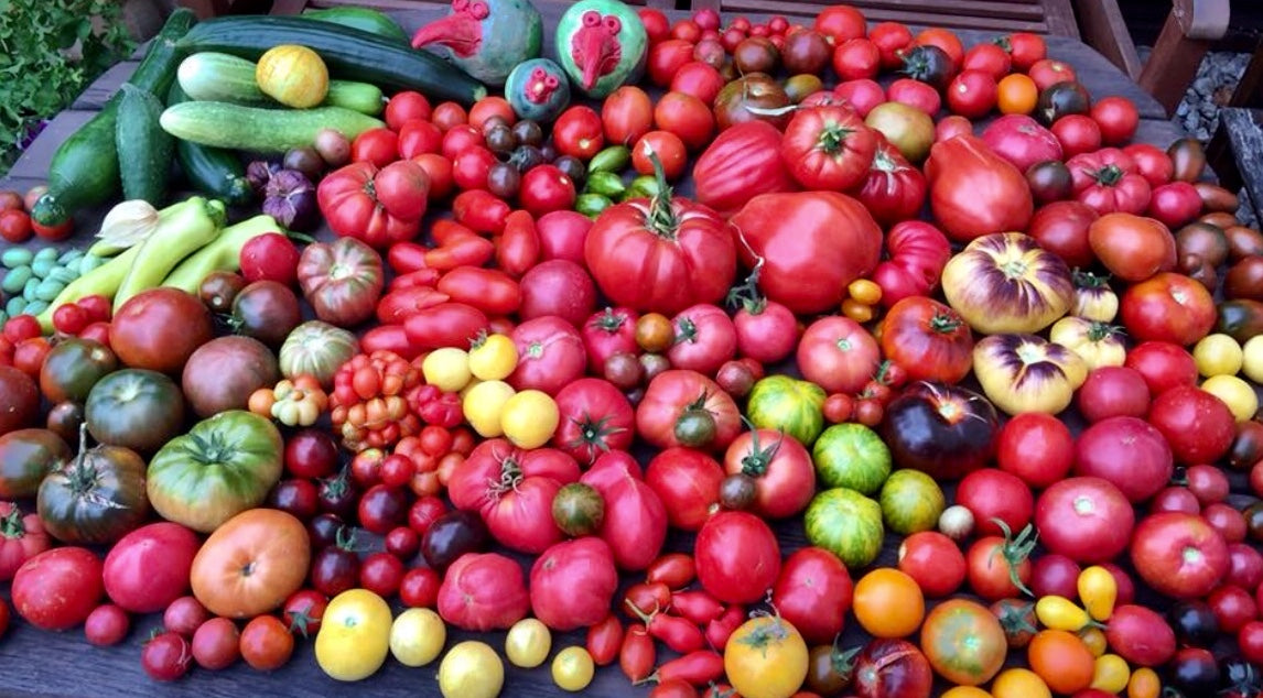 Monikas Tomaten und mehr