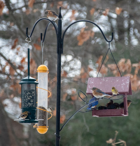 Bird Seed Storage Containers Large Set of 3, Quality Metal Storage