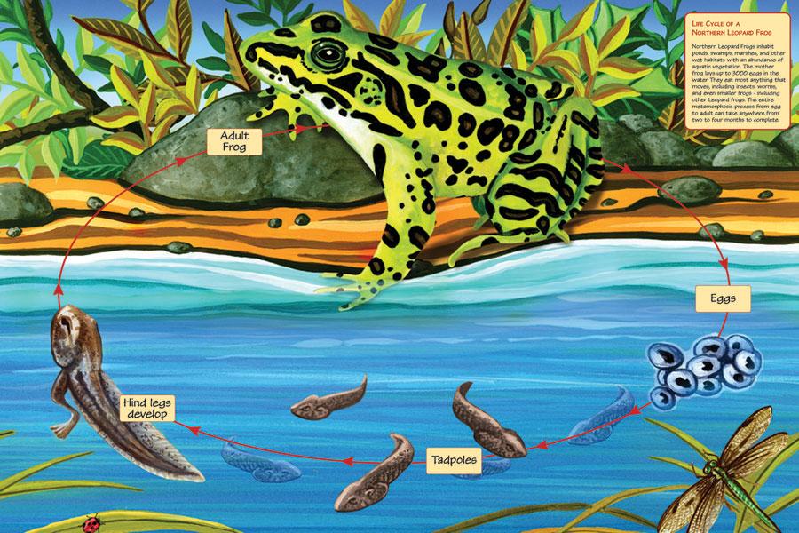 frog leopard cycle