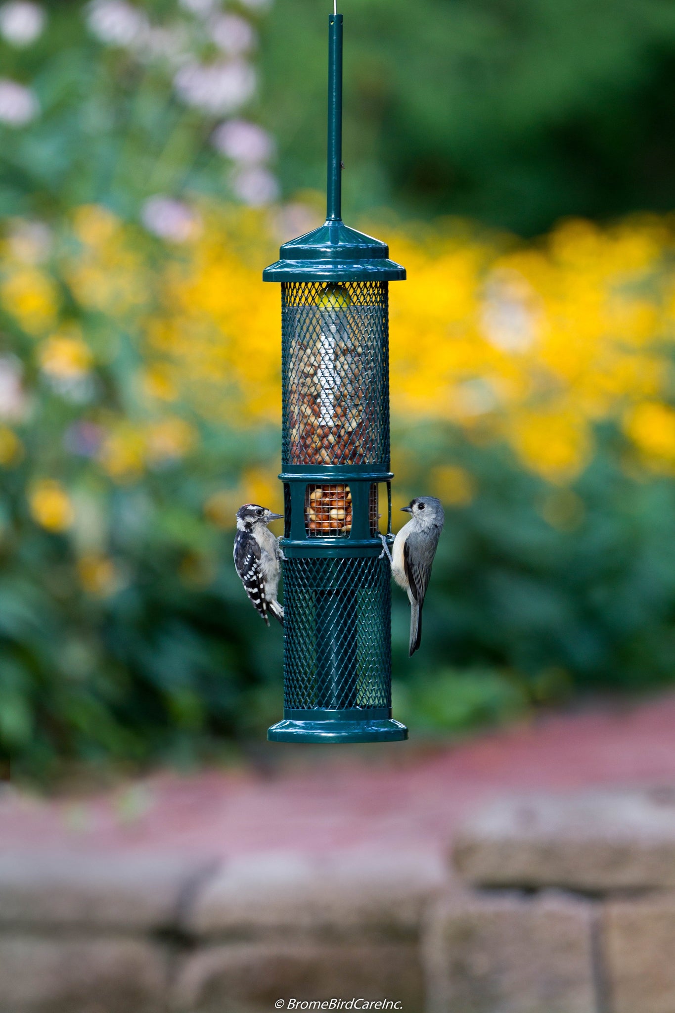 squirrel buster bird feeder