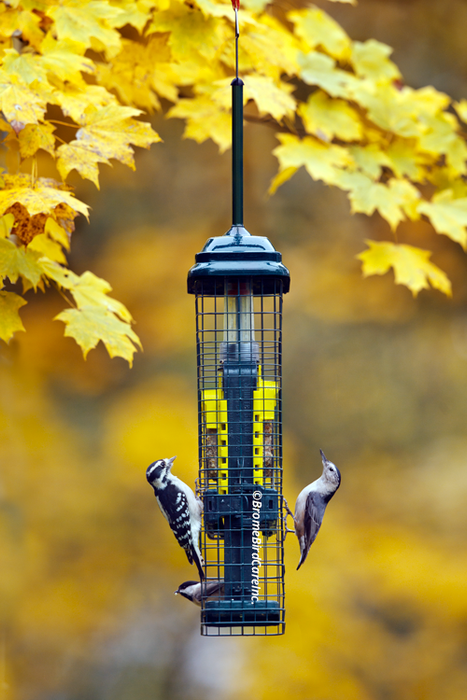 best squirrel proof suet feeder