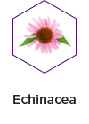 echinacea