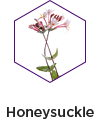 Honesuckle