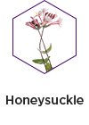 Honeysuckle