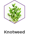 Knotweed