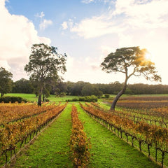 Vineyard at Settler's Ridge