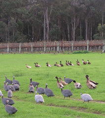 Guinea fowl in the Flinders Bay Wines vineyard