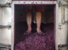 Feet stomping grapes at Happs Winery