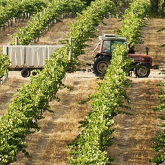 Tractor in the juniper vineyard