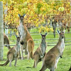 Kangaroos in the vineyard