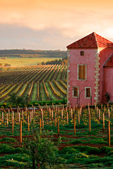 PIcardy winery and vineyard in Pemberton