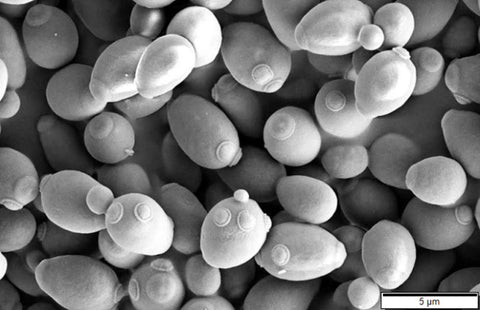 Microscopic image of yeast