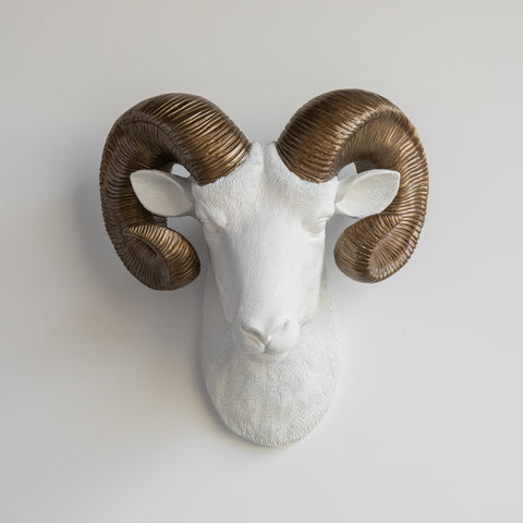 ram in white with bronze horns