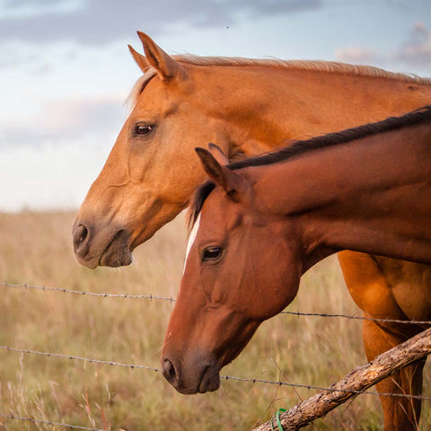 Pair of horses behind a barbed wire fence at sunset