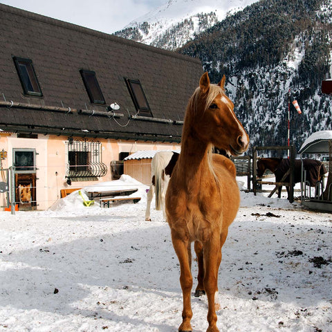 Horse standing in snowy street