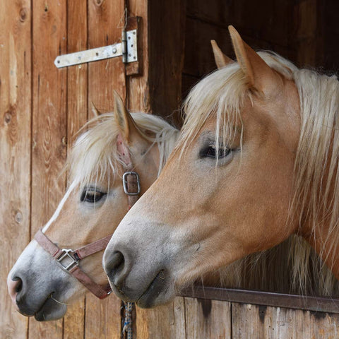 Portrait of two horses in a stable