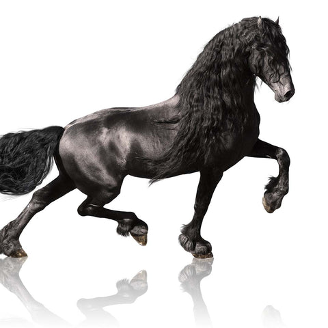 Black friesian horse