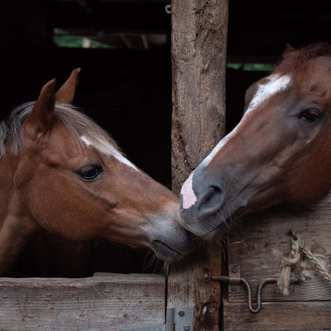 Two brown horses nuzzle each other