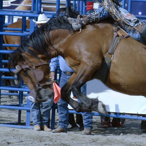 Rodeo horse bucks off a cowboy