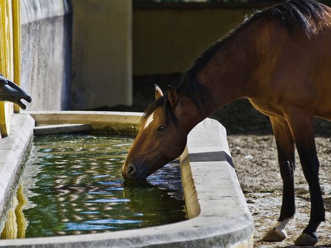 brown horse drinking water from a trough