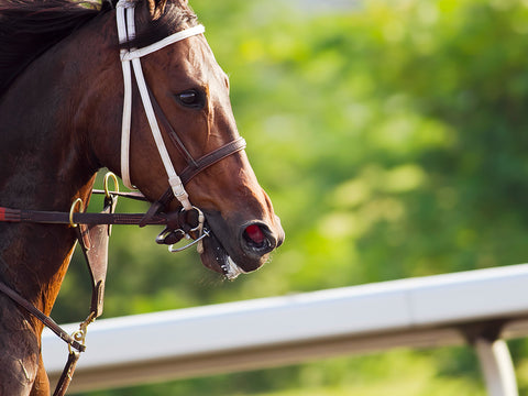 headshot of racehorse