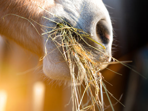 close up of horse with hay in its mouth