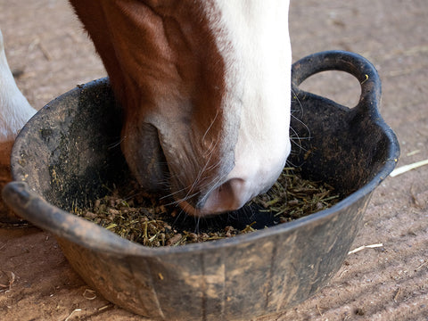 close up of horse eating pellets out of food bowls