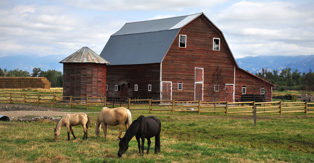 3 horses grazing in front of a red barn