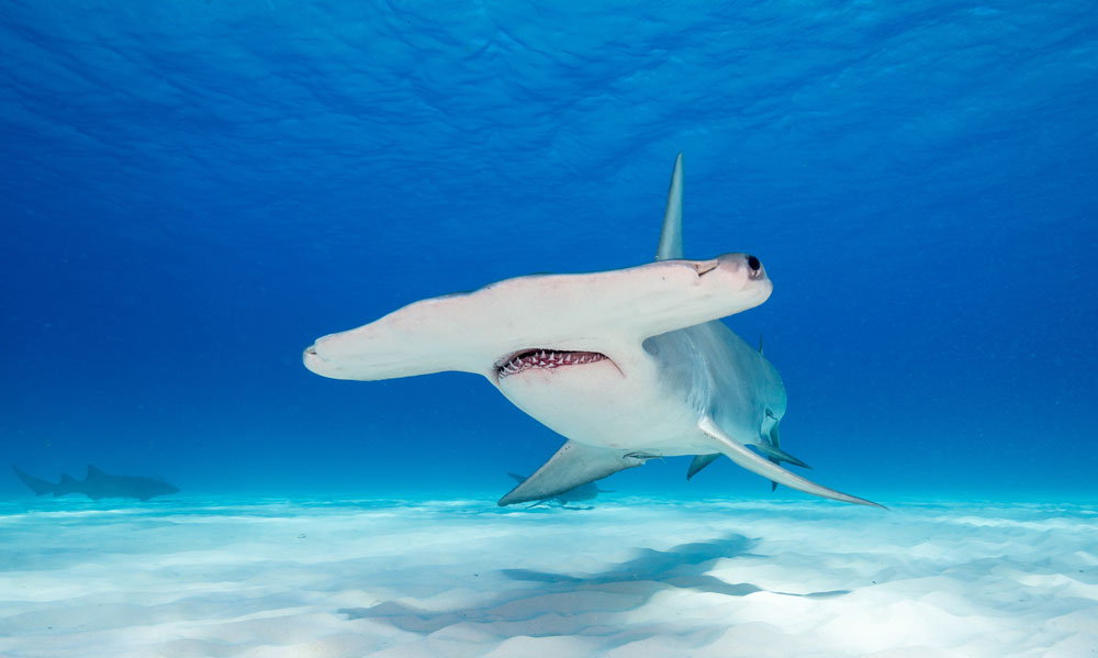 Hammerhead shark on a sand seabed in Sipadan, seen whilst freediving.