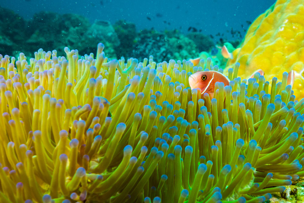 Anemone with clown/anemone fish, seen in Koh Tao Thailand whilst freediving