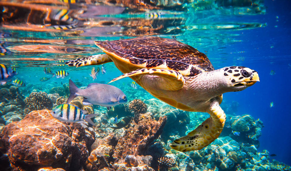 Sea turtle swimming above a reef with corals, seen whilst freediving.