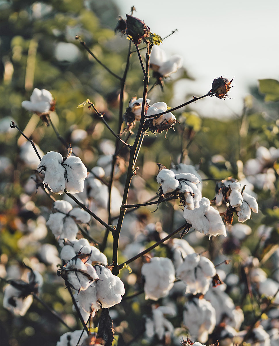 What is Regular Cotton?