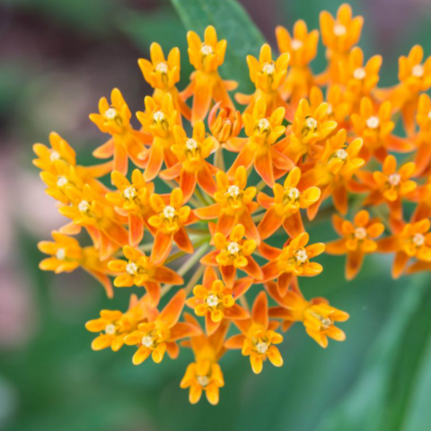 Flower: Butterfly Weed - Asclepias Tuberosa