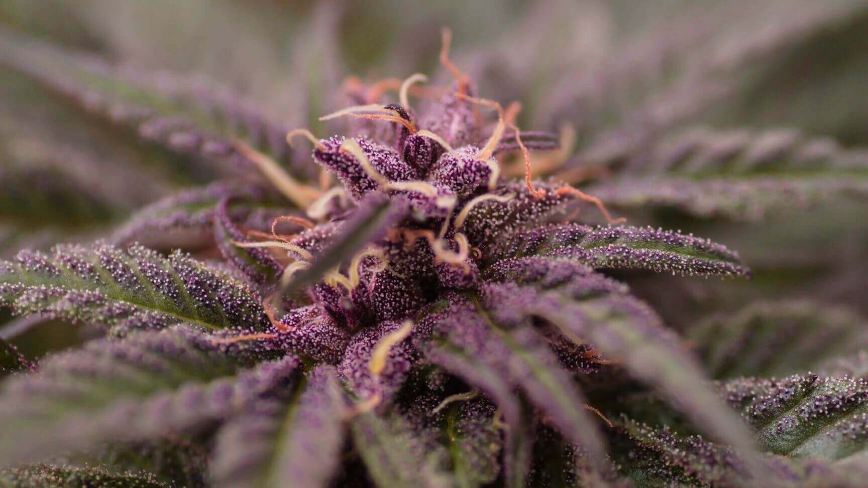 purple weed strains