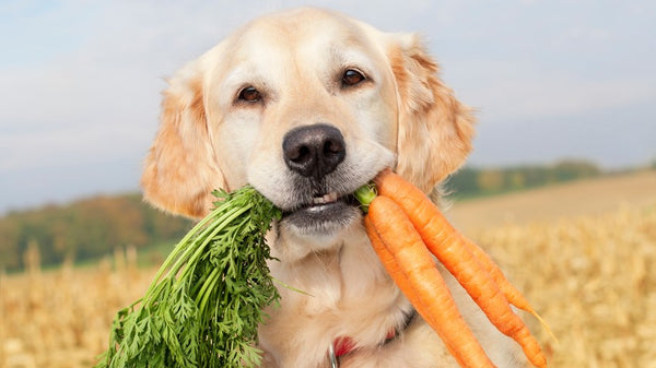 Healthy diet for your furry companion!