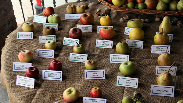 We'll dive into the festivities of Apple Day