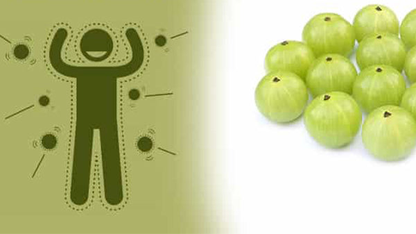 Amla is generally known as an Indian Gooseberry. 