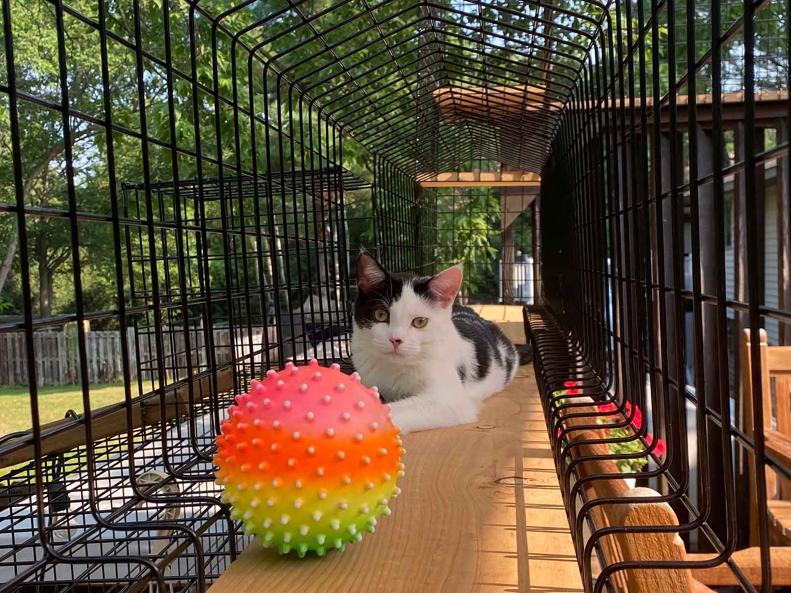 Black And White Cat Sits In Habitat Haven Catio Tunnel With A Colorful Ball