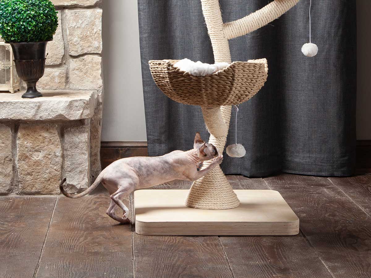 Sphynx Cat Scratching On Sisal Wrapped Cat Tree