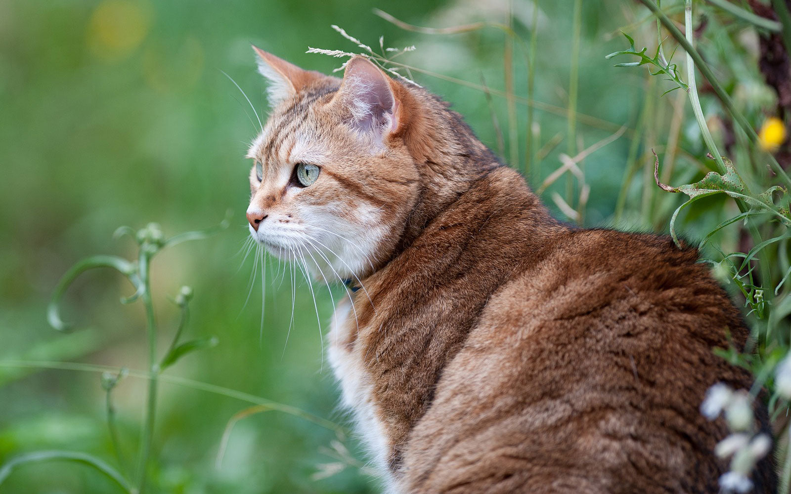 orange cat sitting outside watching its surroundings