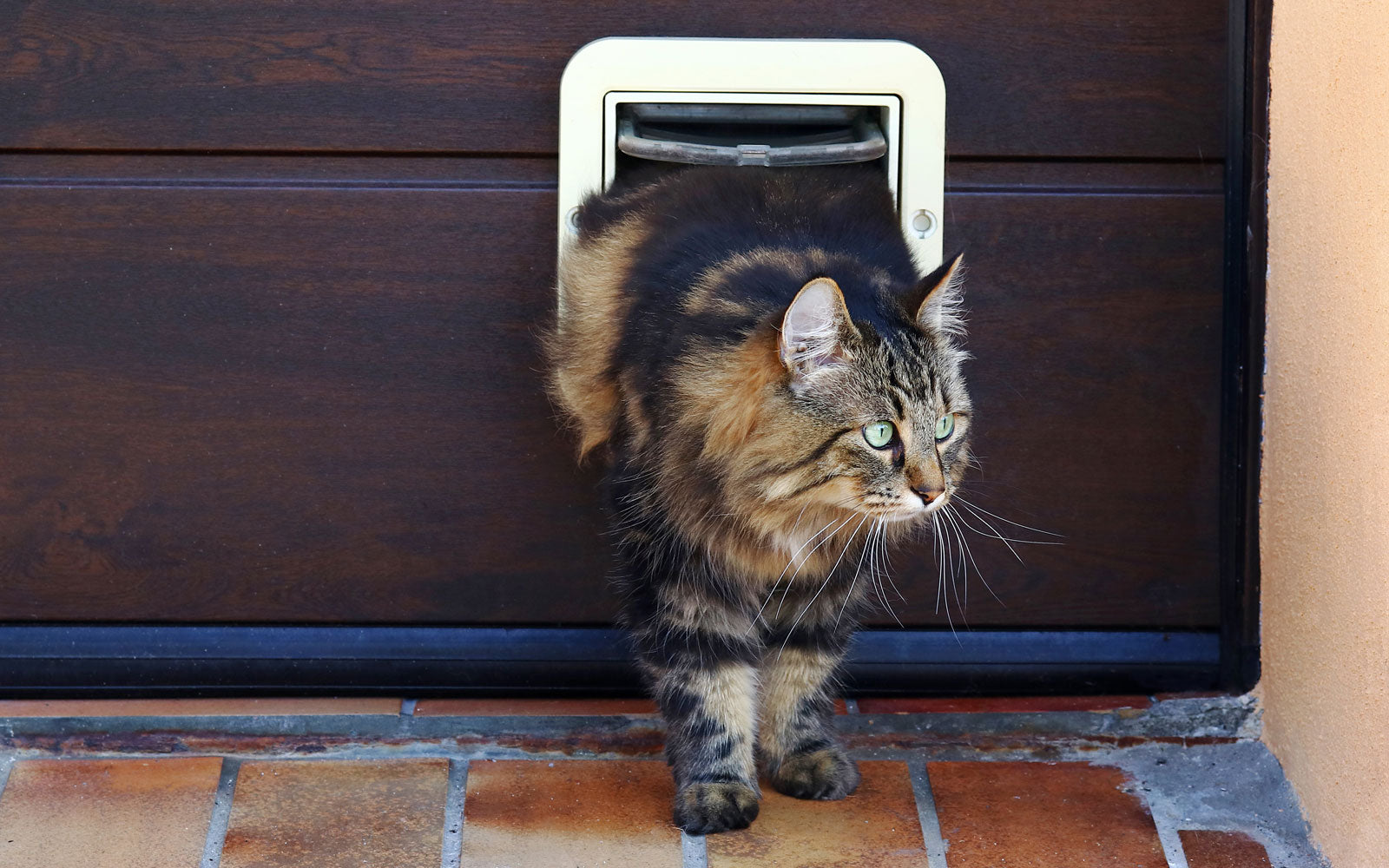 cat exiting pet door