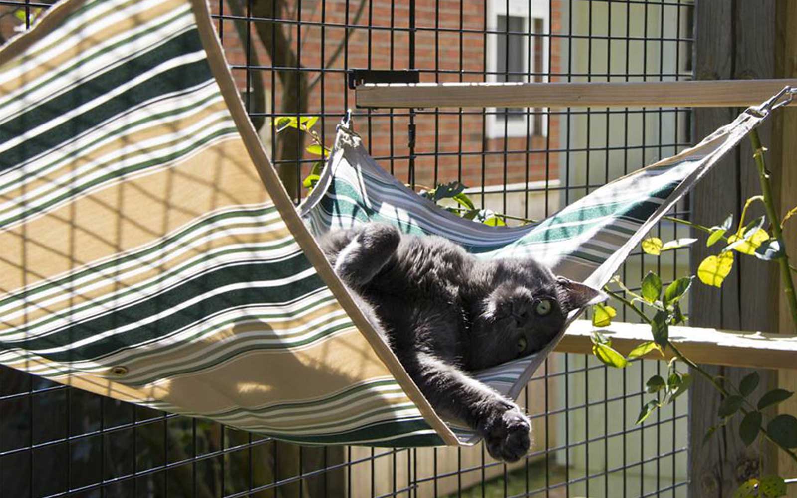 gray cat sunbathing in Habitat Haven hammock