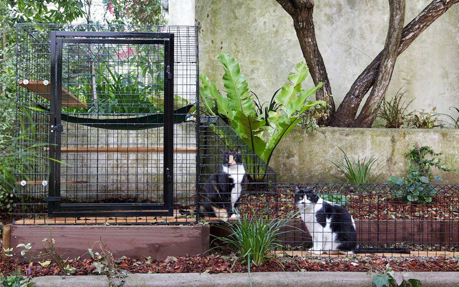 two cats inside Habitat Haven catio enclosure