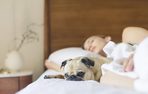 Dog laying on bed with owner