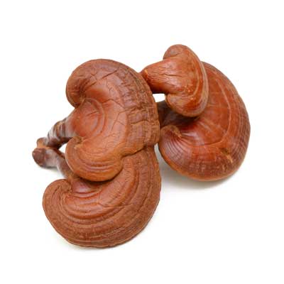 Ganoderma Pilz