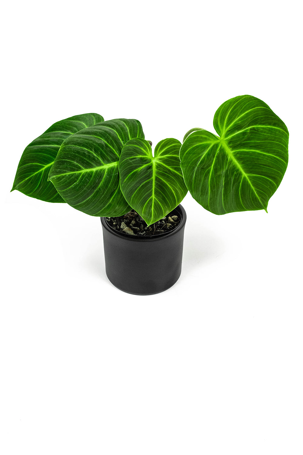 philodendron el choco red